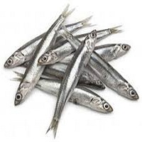 Anchovy