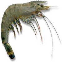 Black Tiger Shrimp