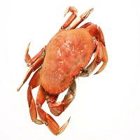 Crab