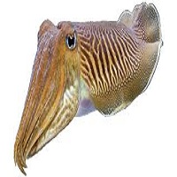 Cuttle Fish