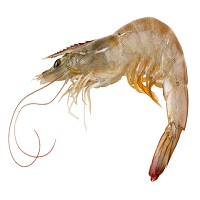 Vannamei Shrimp