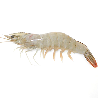 White Shrimp